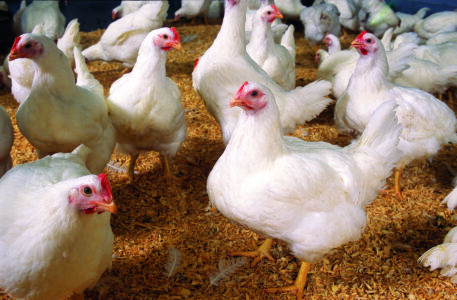 flock of white chickens standing on woodchips